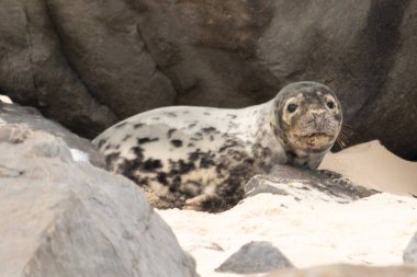 Bu fotoğrafı çektiğimde kumsalda güneşlenen şirin bir fok balığı. Bu beyaz vücuttaki siyah noktalar onun sadece bir buzağı olduğunu gösteriyor. Bu küçük bebeğin büyük siyah gözleri ve bıyıkları var..