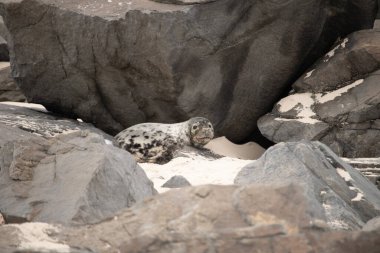 Bu fotoğrafı çektiğimde kumsalda güneşlenen şirin bir fok balığı. Bu beyaz vücuttaki siyah noktalar onun sadece bir buzağı olduğunu gösteriyor. Bu küçük bebeğin büyük siyah gözleri ve bıyıkları var..