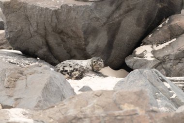Bu fotoğrafı çektiğimde kumsalda güneşlenen şirin bir fok balığı. Bu beyaz vücuttaki siyah noktalar onun sadece bir buzağı olduğunu gösteriyor. Bu küçük bebeğin büyük siyah gözleri ve bıyıkları var..