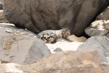 Bu fotoğrafı çektiğimde kumsalda güneşlenen şirin bir fok balığı. Bu beyaz vücuttaki siyah noktalar onun sadece bir buzağı olduğunu gösteriyor. Bu küçük bebeğin büyük siyah gözleri ve bıyıkları var..