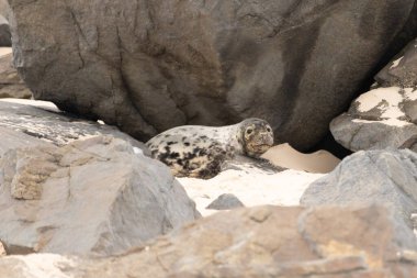 Bu fotoğrafı çektiğimde kumsalda güneşlenen şirin bir fok balığı. Bu beyaz vücuttaki siyah noktalar onun sadece bir buzağı olduğunu gösteriyor. Bu küçük bebeğin büyük siyah gözleri ve bıyıkları var..