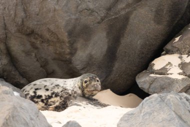 Bu fotoğrafı çektiğimde kumsalda güneşlenen şirin bir fok balığı. Bu beyaz vücuttaki siyah noktalar onun sadece bir buzağı olduğunu gösteriyor. Bu küçük bebeğin büyük siyah gözleri ve bıyıkları var..
