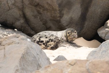 Bu fotoğrafı çektiğimde kumsalda güneşlenen şirin bir fok balığı. Bu beyaz vücuttaki siyah noktalar onun sadece bir buzağı olduğunu gösteriyor. Bu küçük bebeğin büyük siyah gözleri ve bıyıkları var..