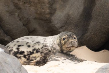 Bu fotoğrafı çektiğimde kumsalda güneşlenen şirin bir fok balığı. Bu beyaz vücuttaki siyah noktalar onun sadece bir buzağı olduğunu gösteriyor. Bu küçük bebeğin büyük siyah gözleri ve bıyıkları var..