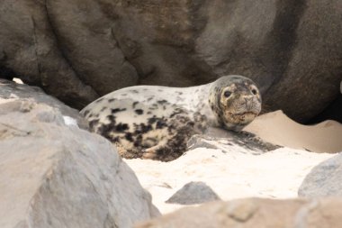 Bu fotoğrafı çektiğimde kumsalda güneşlenen şirin bir fok balığı. Bu beyaz vücuttaki siyah noktalar onun sadece bir buzağı olduğunu gösteriyor. Bu küçük bebeğin büyük siyah gözleri ve bıyıkları var..