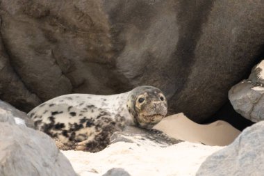 Bu fotoğrafı çektiğimde kumsalda güneşlenen şirin bir fok balığı. Bu beyaz vücuttaki siyah noktalar onun sadece bir buzağı olduğunu gösteriyor. Bu küçük bebeğin büyük siyah gözleri ve bıyıkları var..