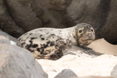 Bu fotoğrafı çektiğimde kumsalda güneşlenen şirin bir fok balığı. Bu beyaz vücuttaki siyah noktalar onun sadece bir buzağı olduğunu gösteriyor. Bu küçük bebeğin büyük siyah gözleri ve bıyıkları var..