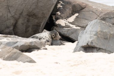 Bu fotoğrafı çektiğimde kumsalda güneşlenen şirin bir fok balığı. Bu beyaz vücuttaki siyah noktalar onun sadece bir buzağı olduğunu gösteriyor. Bu küçük bebeğin büyük siyah gözleri ve bıyıkları var..