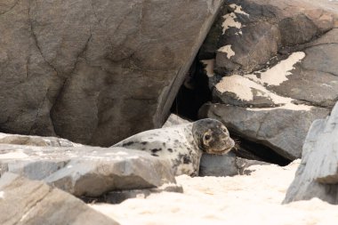 Bu fotoğrafı çektiğimde kumsalda güneşlenen şirin bir fok balığı. Bu beyaz vücuttaki siyah noktalar onun sadece bir buzağı olduğunu gösteriyor. Bu küçük bebeğin büyük siyah gözleri ve bıyıkları var..