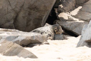 Bu fotoğrafı çektiğimde kumsalda güneşlenen şirin bir fok balığı. Bu beyaz vücuttaki siyah noktalar onun sadece bir buzağı olduğunu gösteriyor. Bu küçük bebeğin büyük siyah gözleri ve bıyıkları var..