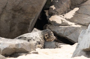 Bu fotoğrafı çektiğimde kumsalda güneşlenen şirin bir fok balığı. Bu beyaz vücuttaki siyah noktalar onun sadece bir buzağı olduğunu gösteriyor. Bu küçük bebeğin büyük siyah gözleri ve bıyıkları var..