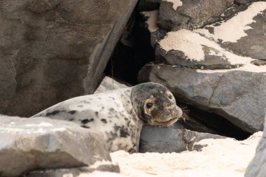 Bu fotoğrafı çektiğimde kumsalda güneşlenen şirin bir fok balığı. Bu beyaz vücuttaki siyah noktalar onun sadece bir buzağı olduğunu gösteriyor. Bu küçük bebeğin büyük siyah gözleri ve bıyıkları var..