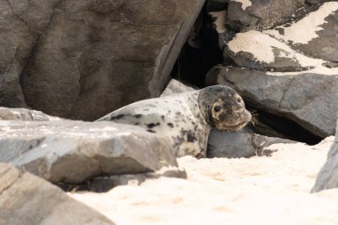 Bu fotoğrafı çektiğimde kumsalda güneşlenen şirin bir fok balığı. Bu beyaz vücuttaki siyah noktalar onun sadece bir buzağı olduğunu gösteriyor. Bu küçük bebeğin büyük siyah gözleri ve bıyıkları var..