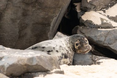 Bu fotoğrafı çektiğimde kumsalda güneşlenen şirin bir fok balığı. Bu beyaz vücuttaki siyah noktalar onun sadece bir buzağı olduğunu gösteriyor. Bu küçük bebeğin büyük siyah gözleri ve bıyıkları var..