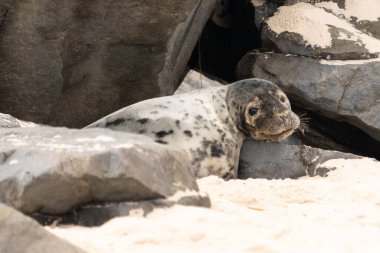 Bu fotoğrafı çektiğimde kumsalda güneşlenen şirin bir fok balığı. Bu beyaz vücuttaki siyah noktalar onun sadece bir buzağı olduğunu gösteriyor. Bu küçük bebeğin büyük siyah gözleri ve bıyıkları var..