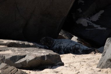 Bu fotoğrafı çektiğimde kumsalın gölgesinde dinlenen şirin bir fok balığı. Bu beyaz vücuttaki siyah noktalar onun sadece bir buzağı olduğunu gösteriyor. Bu küçük bebeğin büyük siyah gözleri ve bıyıkları var..