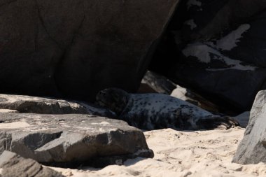 Bu fotoğrafı çektiğimde kumsalın gölgesinde dinlenen şirin bir fok balığı. Bu beyaz vücuttaki siyah noktalar onun sadece bir buzağı olduğunu gösteriyor. Bu küçük bebeğin büyük siyah gözleri ve bıyıkları var..
