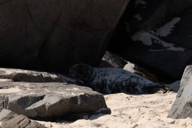 Bu fotoğrafı çektiğimde kumsalın gölgesinde dinlenen şirin bir fok balığı. Bu beyaz vücuttaki siyah noktalar onun sadece bir buzağı olduğunu gösteriyor. Bu küçük bebeğin büyük siyah gözleri ve bıyıkları var..