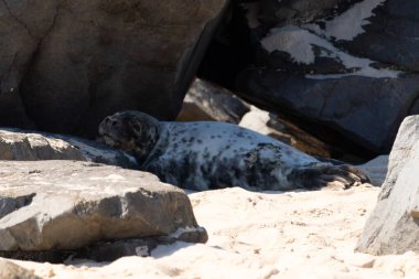Bu fotoğrafı çektiğimde kumsalın gölgesinde dinlenen şirin bir fok balığı. Bu beyaz vücuttaki siyah noktalar onun sadece bir buzağı olduğunu gösteriyor. Bu küçük bebeğin büyük siyah gözleri ve bıyıkları var..