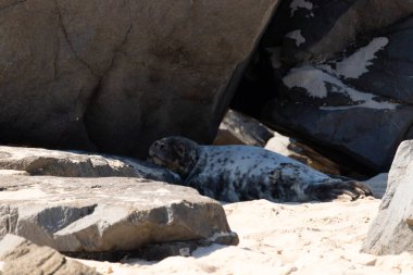 Bu fotoğrafı çektiğimde kumsalın gölgesinde dinlenen şirin bir fok balığı. Bu beyaz vücuttaki siyah noktalar onun sadece bir buzağı olduğunu gösteriyor. Bu küçük bebeğin büyük siyah gözleri ve bıyıkları var..