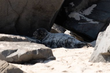 Bu fotoğrafı çektiğimde kumsalın gölgesinde dinlenen şirin bir fok balığı. Bu beyaz vücuttaki siyah noktalar onun sadece bir buzağı olduğunu gösteriyor. Bu küçük bebeğin büyük siyah gözleri ve bıyıkları var..