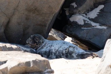 Bu fotoğrafı çektiğimde kumsalın gölgesinde dinlenen şirin bir fok balığı. Bu beyaz vücuttaki siyah noktalar onun sadece bir buzağı olduğunu gösteriyor. Bu küçük bebeğin büyük siyah gözleri ve bıyıkları var..