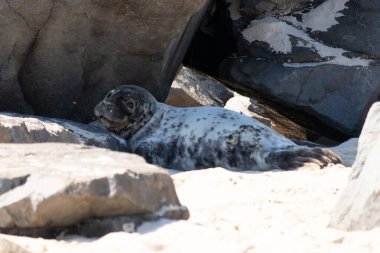 Bu fotoğrafı çektiğimde kumsalın gölgesinde dinlenen şirin bir fok balığı. Bu beyaz vücuttaki siyah noktalar onun sadece bir buzağı olduğunu gösteriyor. Bu küçük bebeğin büyük siyah gözleri ve bıyıkları var..