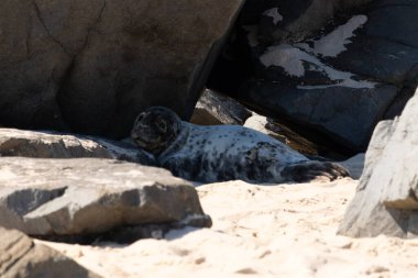 Bu fotoğrafı çektiğimde kumsalın gölgesinde dinlenen şirin bir fok balığı. Bu beyaz vücuttaki siyah noktalar onun sadece bir buzağı olduğunu gösteriyor. Bu küçük bebeğin büyük siyah gözleri ve bıyıkları var..