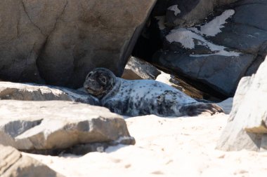 Bu fotoğrafı çektiğimde kumsalın gölgesinde dinlenen şirin bir fok balığı. Bu beyaz vücuttaki siyah noktalar onun sadece bir buzağı olduğunu gösteriyor. Bu küçük bebeğin büyük siyah gözleri ve bıyıkları var..