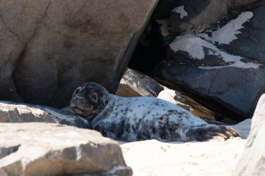 Bu fotoğrafı çektiğimde kumsalın gölgesinde dinlenen şirin bir fok balığı. Bu beyaz vücuttaki siyah noktalar onun sadece bir buzağı olduğunu gösteriyor. Bu küçük bebeğin büyük siyah gözleri ve bıyıkları var..