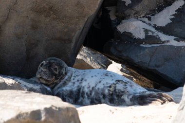 Bu fotoğrafı çektiğimde kumsalın gölgesinde dinlenen şirin bir fok balığı. Bu beyaz vücuttaki siyah noktalar onun sadece bir buzağı olduğunu gösteriyor. Bu küçük bebeğin büyük siyah gözleri ve bıyıkları var..