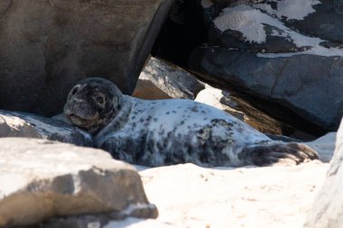 Bu fotoğrafı çektiğimde kumsalın gölgesinde dinlenen şirin bir fok balığı. Bu beyaz vücuttaki siyah noktalar onun sadece bir buzağı olduğunu gösteriyor. Bu küçük bebeğin büyük siyah gözleri ve bıyıkları var..