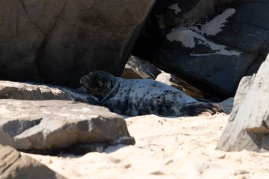 Bu fotoğrafı çektiğimde kumsalın gölgesinde dinlenen şirin bir fok balığı. Bu beyaz vücuttaki siyah noktalar onun sadece bir buzağı olduğunu gösteriyor. Bu küçük bebeğin büyük siyah gözleri ve bıyıkları var..