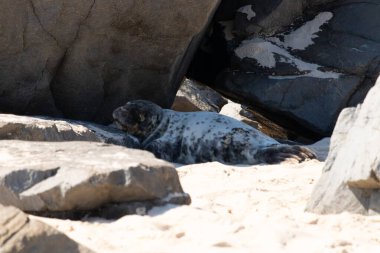 Bu fotoğrafı çektiğimde kumsalın gölgesinde dinlenen şirin bir fok balığı. Bu beyaz vücuttaki siyah noktalar onun sadece bir buzağı olduğunu gösteriyor. Bu küçük bebeğin büyük siyah gözleri ve bıyıkları var..