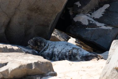 Bu fotoğrafı çektiğimde kumsalın gölgesinde dinlenen şirin bir fok balığı. Bu beyaz vücuttaki siyah noktalar onun sadece bir buzağı olduğunu gösteriyor. Bu küçük bebeğin büyük siyah gözleri ve bıyıkları var..