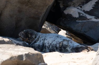Bu fotoğrafı çektiğimde kumsalın gölgesinde dinlenen şirin bir fok balığı. Bu beyaz vücuttaki siyah noktalar onun sadece bir buzağı olduğunu gösteriyor. Bu küçük bebeğin büyük siyah gözleri ve bıyıkları var..