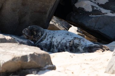Bu fotoğrafı çektiğimde kumsalın gölgesinde dinlenen şirin bir fok balığı. Bu beyaz vücuttaki siyah noktalar onun sadece bir buzağı olduğunu gösteriyor. Bu küçük bebeğin büyük siyah gözleri ve bıyıkları var..