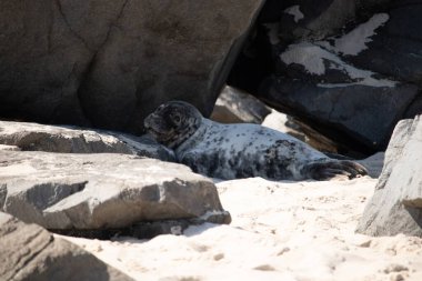Bu fotoğrafı çektiğimde kumsalın gölgesinde dinlenen şirin bir fok balığı. Bu beyaz vücuttaki siyah noktalar onun sadece bir buzağı olduğunu gösteriyor. Bu küçük bebeğin büyük siyah gözleri ve bıyıkları var..