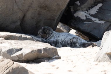 Bu fotoğrafı çektiğimde kumsalın gölgesinde dinlenen şirin bir fok balığı. Bu beyaz vücuttaki siyah noktalar onun sadece bir buzağı olduğunu gösteriyor. Bu küçük bebeğin büyük siyah gözleri ve bıyıkları var..