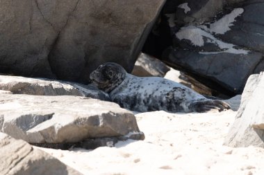 Bu fotoğrafı çektiğimde kumsalın gölgesinde dinlenen şirin bir fok balığı. Bu beyaz vücuttaki siyah noktalar onun sadece bir buzağı olduğunu gösteriyor. Bu küçük bebeğin büyük siyah gözleri ve bıyıkları var..