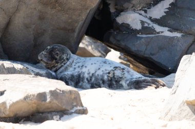 Bu fotoğrafı çektiğimde kumsalın gölgesinde dinlenen şirin bir fok balığı. Bu beyaz vücuttaki siyah noktalar onun sadece bir buzağı olduğunu gösteriyor. Bu küçük bebeğin büyük siyah gözleri ve bıyıkları var..