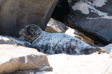 Bu fotoğrafı çektiğimde kumsalın gölgesinde dinlenen şirin bir fok balığı. Bu beyaz vücuttaki siyah noktalar onun sadece bir buzağı olduğunu gösteriyor. Bu küçük bebeğin büyük siyah gözleri ve bıyıkları var..
