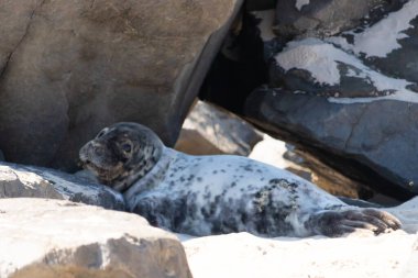 Bu fotoğrafı çektiğimde kumsalın gölgesinde dinlenen şirin bir fok balığı. Bu beyaz vücuttaki siyah noktalar onun sadece bir buzağı olduğunu gösteriyor. Bu küçük bebeğin büyük siyah gözleri ve bıyıkları var..