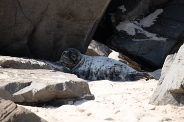Bu fotoğrafı çektiğimde kumsalın gölgesinde dinlenen şirin bir fok balığı. Bu beyaz vücuttaki siyah noktalar onun sadece bir buzağı olduğunu gösteriyor. Bu küçük bebeğin büyük siyah gözleri ve bıyıkları var..