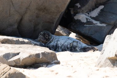 Bu fotoğrafı çektiğimde kumsalın gölgesinde dinlenen şirin bir fok balığı. Bu beyaz vücuttaki siyah noktalar onun sadece bir buzağı olduğunu gösteriyor. Bu küçük bebeğin büyük siyah gözleri ve bıyıkları var..