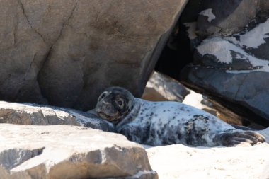 Bu fotoğrafı çektiğimde kumsalın gölgesinde dinlenen şirin bir fok balığı. Bu beyaz vücuttaki siyah noktalar onun sadece bir buzağı olduğunu gösteriyor. Bu küçük bebeğin büyük siyah gözleri ve bıyıkları var..