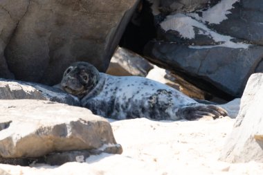 Bu fotoğrafı çektiğimde kumsalın gölgesinde dinlenen şirin bir fok balığı. Bu beyaz vücuttaki siyah noktalar onun sadece bir buzağı olduğunu gösteriyor. Bu küçük bebeğin büyük siyah gözleri ve bıyıkları var..