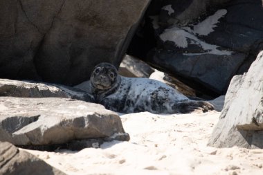 Bu fotoğrafı çektiğimde kumsalın gölgesinde dinlenen şirin bir fok balığı. Bu beyaz vücuttaki siyah noktalar onun sadece bir buzağı olduğunu gösteriyor. Bu küçük bebeğin büyük siyah gözleri ve bıyıkları var..