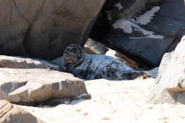 Sahilde deniz fokları.