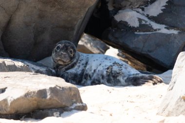 Golhogolan 'daki deniz fokları Baltık Denizi' nin kuzeyinde, Almanya 'da..
